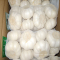 China pure white garlic 500 gram small pack,best quality fresh garlic export